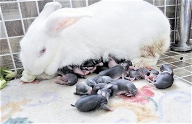 母兔产仔拒食 母兔不吃怎么办