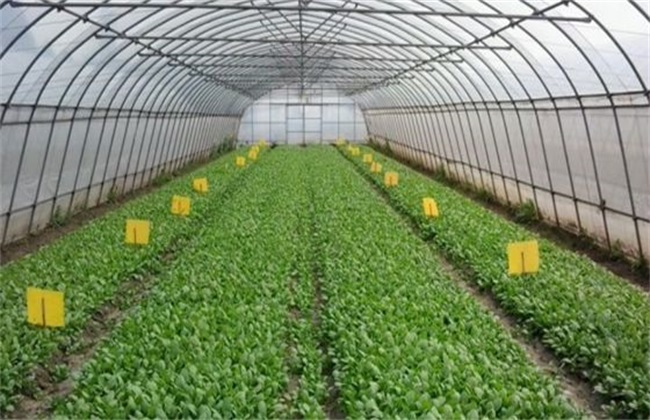 温室大棚蔬菜灭虫方法