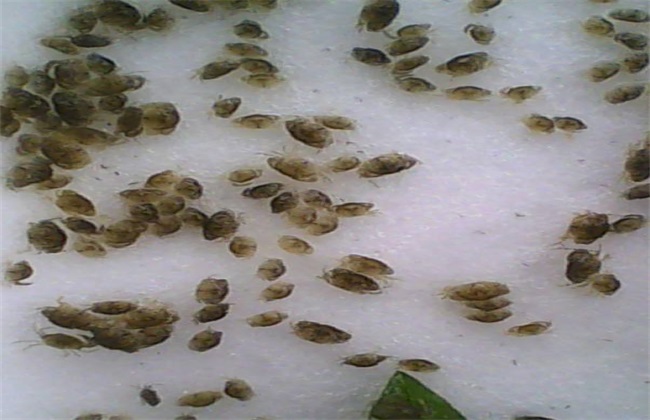 青蟹养殖周期多长时间