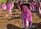 紫白菜种植时间和方法