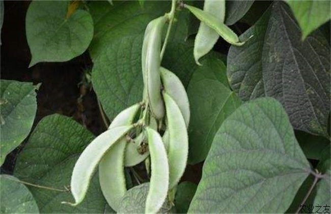 扁豆高产施肥技术