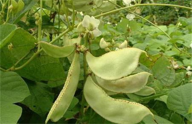 扁豆高产施肥技术