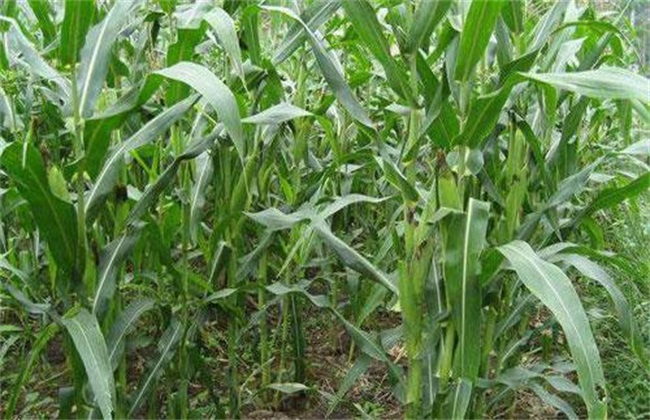 玉米灌浆期 玉米灌浆期管理