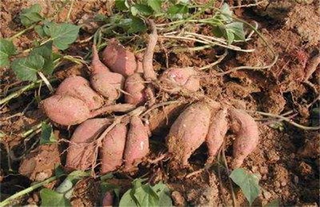 甘薯品质退化原因及防止措施