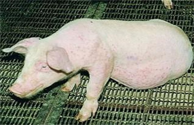猪呼吸道疾病该怎么防治