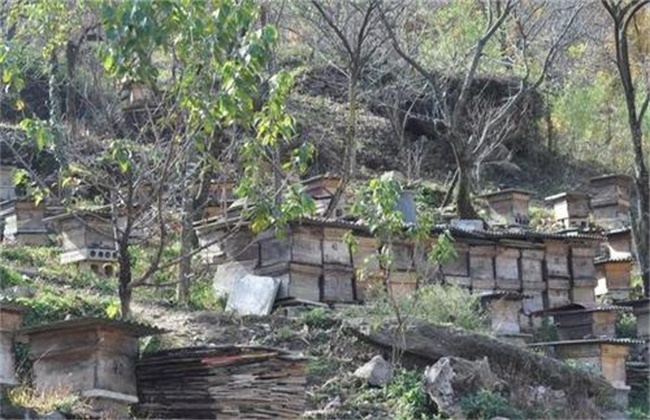 冬季养蜂正确的保温方法
