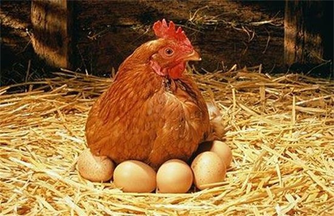 降低蛋鸡饲料成本 蛋鸡饲料