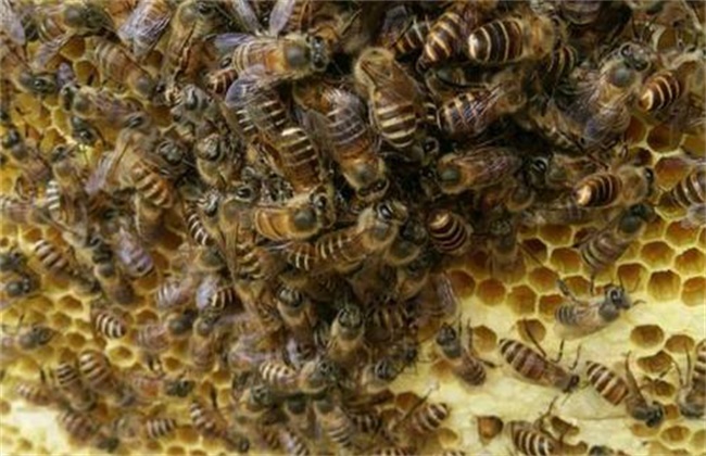 蜜蜂秋繁技术要点