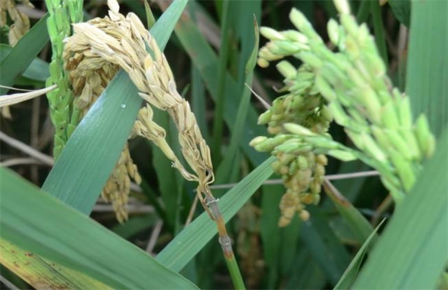 水稻稻瘟病的防治措施