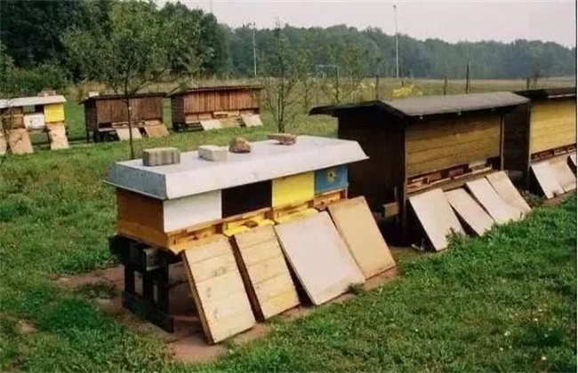 新手养蜂容易失败的原因