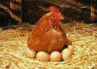 如何降低蛋鸡饲料成本？降低蛋鸡饲料成本的措施