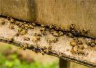 蜜蜂秋繁死亡率高原因及预防措施