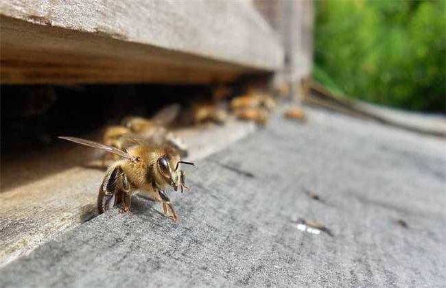 秋季蜜蜂没蜜会跑吗？秋季如何防止蜜蜂逃跑