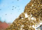 蜜蜂秋季该怎么管理？蜜蜂秋季管理技术