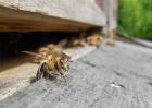 秋季蜜蜂没蜜会跑吗？秋季如何防止蜜蜂逃跑