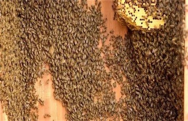 蜂群如何合并双王群