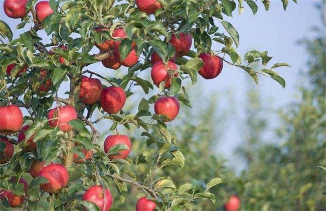苹果树 秋冬季 管理技术