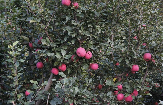 苹果树 秋冬季 管理技术