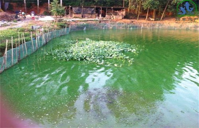 池塘倒藻原因及处理方法