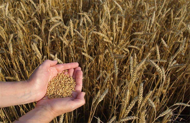 小麦选种方法和技巧
