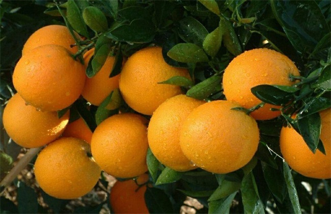 冰糖橙多少钱一斤