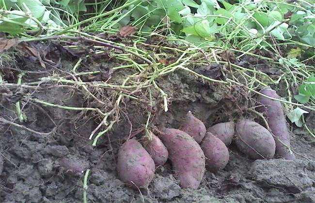 红薯膨大期施肥方法
