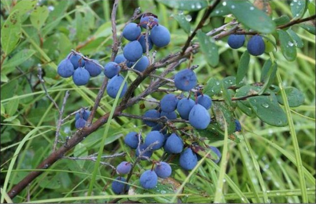 野生蓝莓多少钱一斤