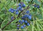 野生蓝莓多少钱一斤