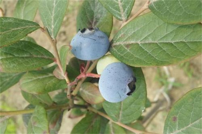 蓝莓叶子发黄干枯原因及解决方法