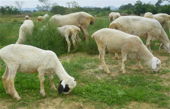秋季养羊注意事项
