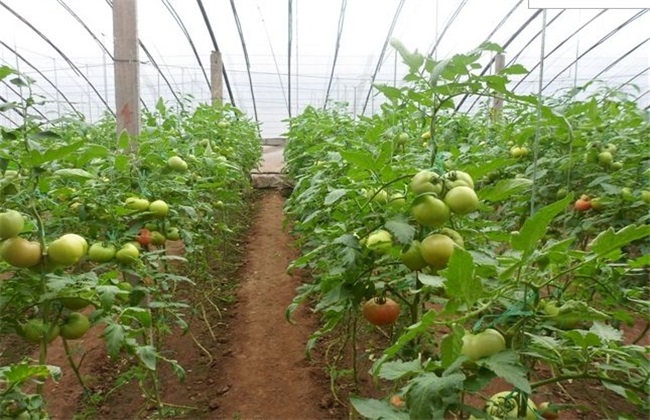 大棚番茄怎么种？大棚番茄种植技术