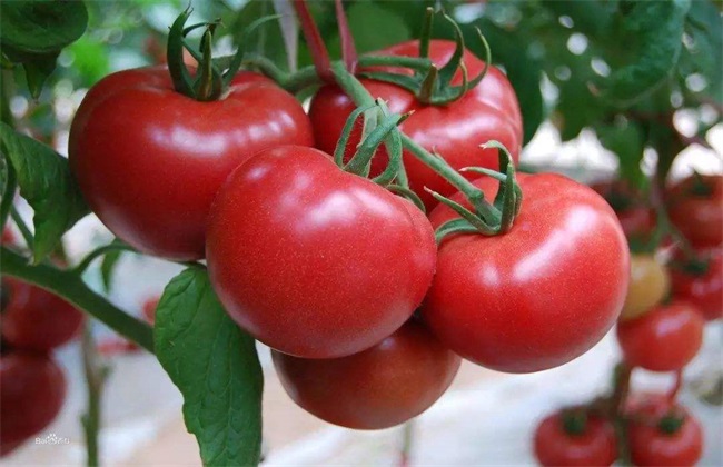 大棚番茄种植 大棚番茄怎么种