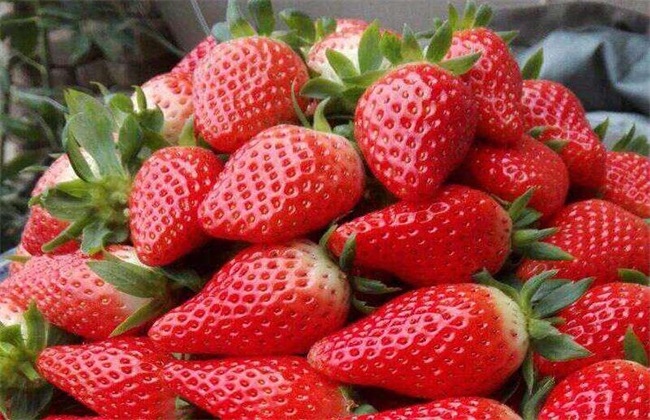 牛奶草莓 种植管理方法