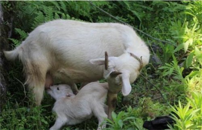 怀孕母羊 饲养管理 孕羊管理