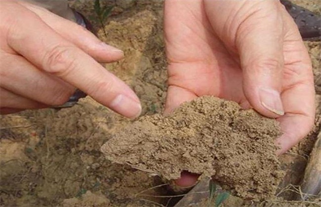 果园土壤板结是怎样造成的