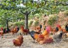 生态养鸡常见问题