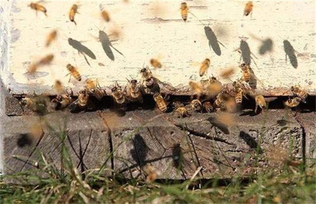 越冬蜂群空飞的原因及应对措施