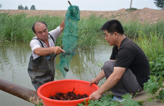 小龙虾养殖 水质管理