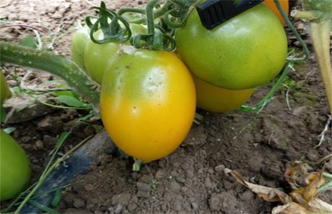 番茄黄皮果原因及预防措施