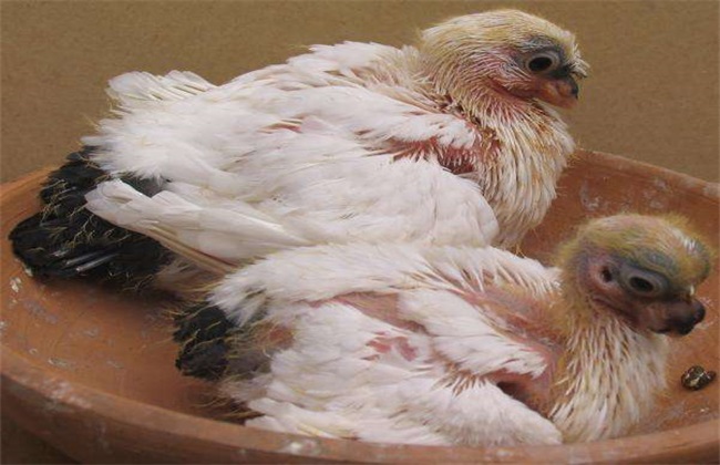 人工哺育乳鸽技术