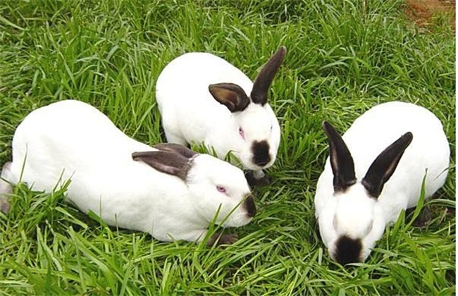 獭兔养殖准备 獭兔前期准备