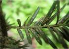 红豆杉黄叶原因及解决方法