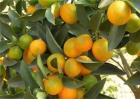 柑橘转色期返青原因及预防措施