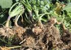 蔬菜连茬种植该怎么防治根肿病