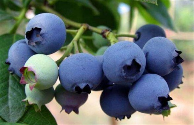 蓝莓休眠期管理 蓝莓休眠期