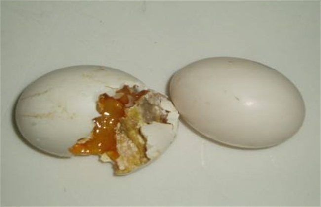 种鸽烂蛋原因 种鸽烂蛋