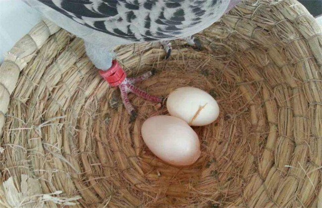 种鸽烂蛋原因 种鸽烂蛋