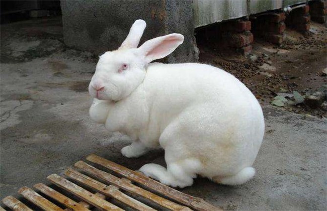 农村养什么兔子赚钱 兔子养殖