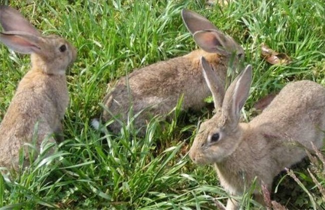 农村养什么兔子赚钱 兔子养殖