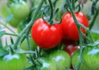 西红柿丰产栽培技术